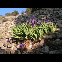 Iris (02)